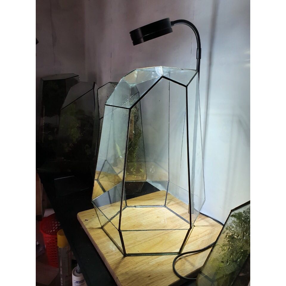 Bể terrarium đa giác dùng trang trí bán cạn để bàn kích thước D20xR20xC32