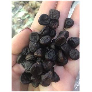 HẠT DỔI NẾP RỪNG TÂY BẮC cực thơm 50 hạt