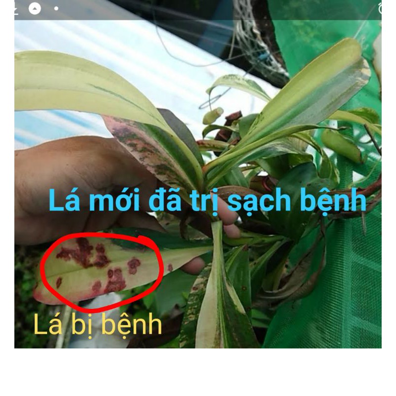 Chế Phẩm trị nấm khuẩn sinh học cho cây bắt mồi
