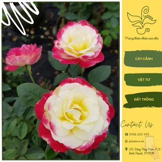 Hoa hồng bụi double delight c10 - cây cảnh - hoa hồng - thân bụi