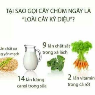 [FREESHIP 99K TOÀN QUỐC]Bún chùm ngây