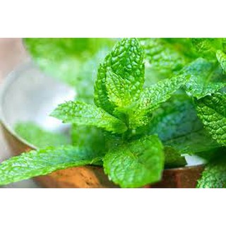 bạc hà âu ( húng lũi) bịch 0.1gr