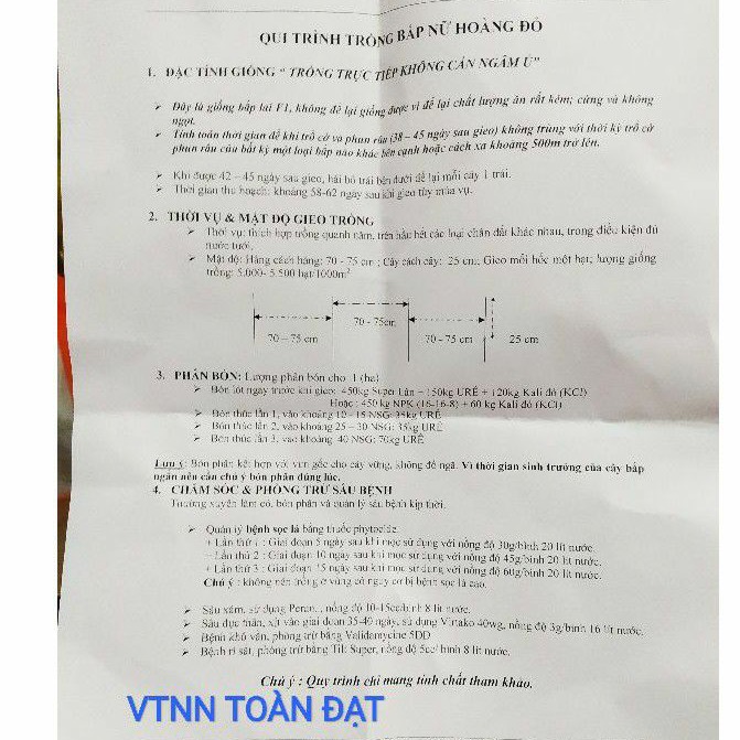 Hạt Giống Bắp Ngọt Nữ Hoàng Đỏ (50 hạt), bắp tím nova nữ hoàng đỏ, hạt giống ngô tím