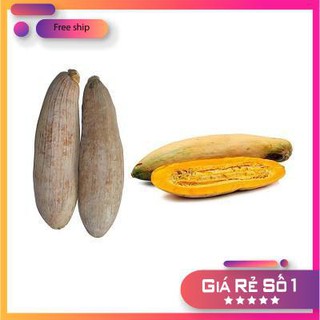 Hạt giống Bí đỏ dài (Bí sáp) (5g)