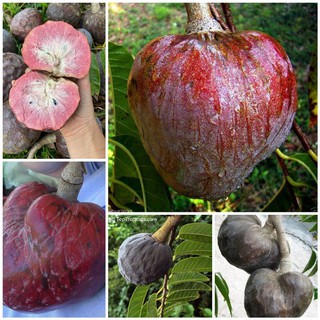 CÂY BÌNH BÁT Đen giống