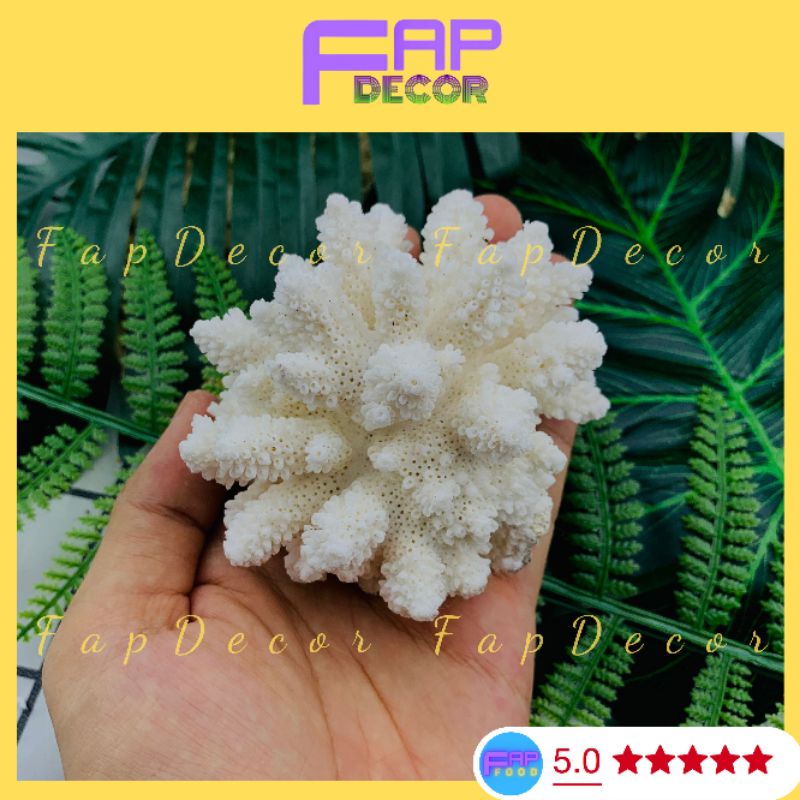 Bộng Rạn San Hô Mini Nhánh Lùn Dể Thương Trang Trí Hồ Thủy Sinh, Decor Phòng Để Bàn Làm Việc - FapFood