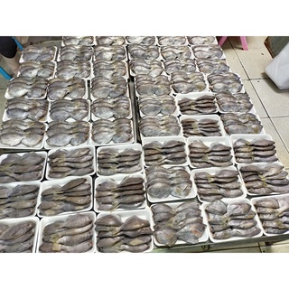 Cá Đội Đèn 1 Nắng