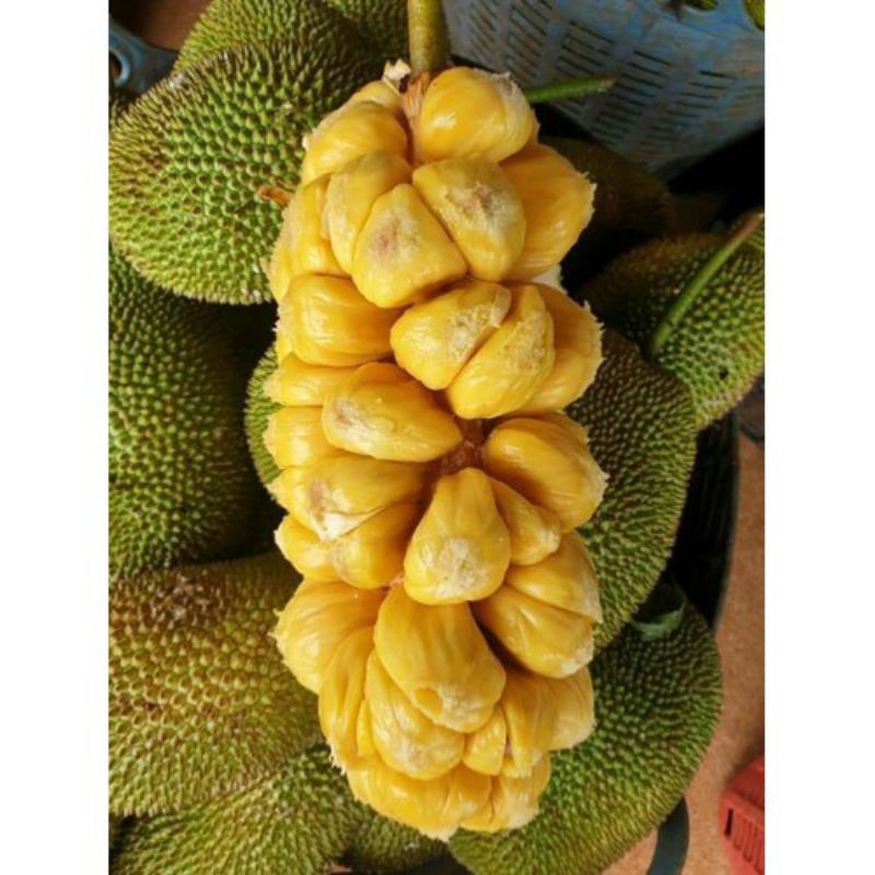 Mít tố nữ siêu trái