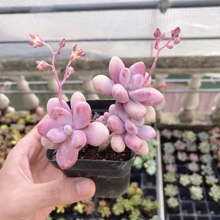Sen Đá Sỏi Hồng