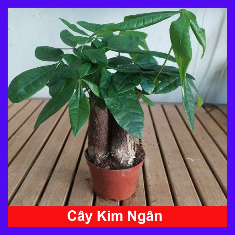 Cây Kim Ngân (3 thân) - cây cảnh để bàn + Tặng phân bón cho cây mau lớn