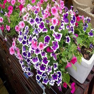 Trọn Bộ Sản Phẩm Trồng Hạt Giống Hoa Dạ Yến Thảo  Mix màu + Bộ Hỗ Trợ 3 Viên Nén và 1 Gói Thuốc Trừ Bệnh
