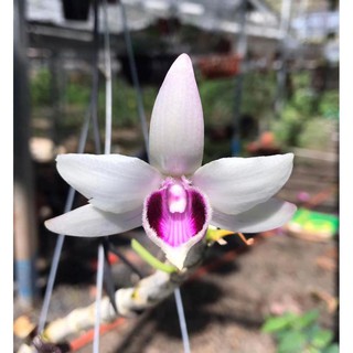 kie phi điệp rừng tam bố mũi trắng