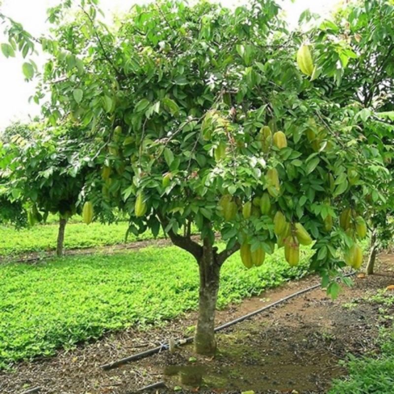 CÂY GIỐNG KHẾ NGỌT GHÉP NHANH CHO QUẢ