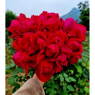 Xà Bông Hoa Hồng Hữu Cơ siêu thơm