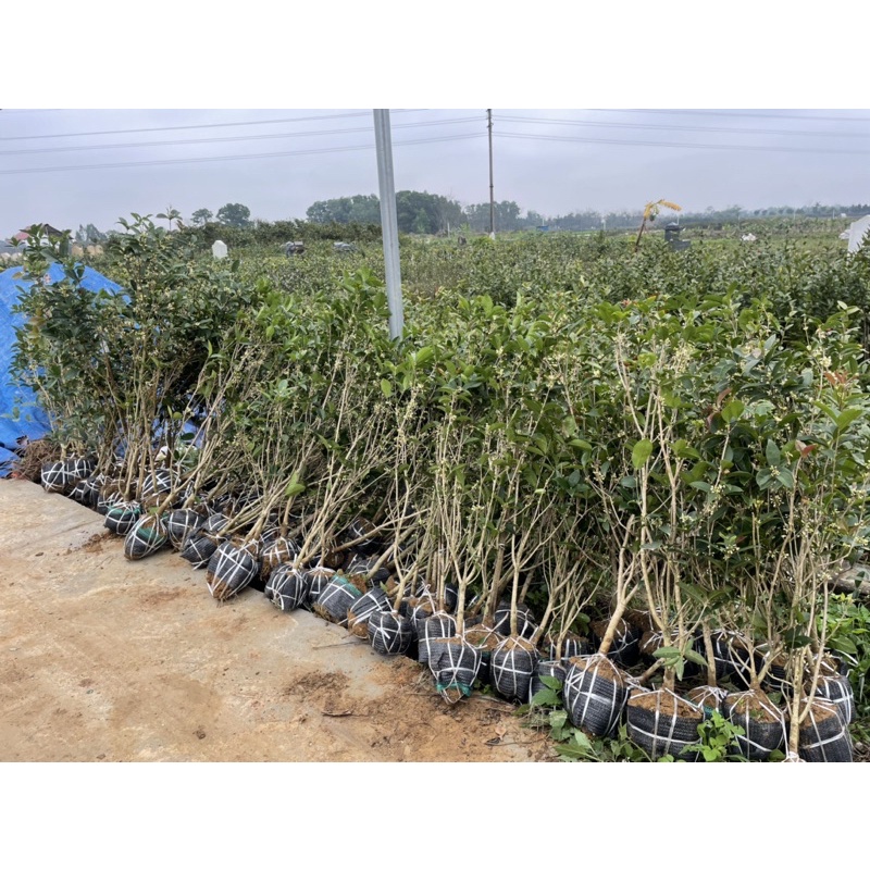 CÂY MỘC HƯƠNG TA XỊN CAO 1m3 -1m4-1m5 thân gần bằng ngón chân cái cam kết giao đúng