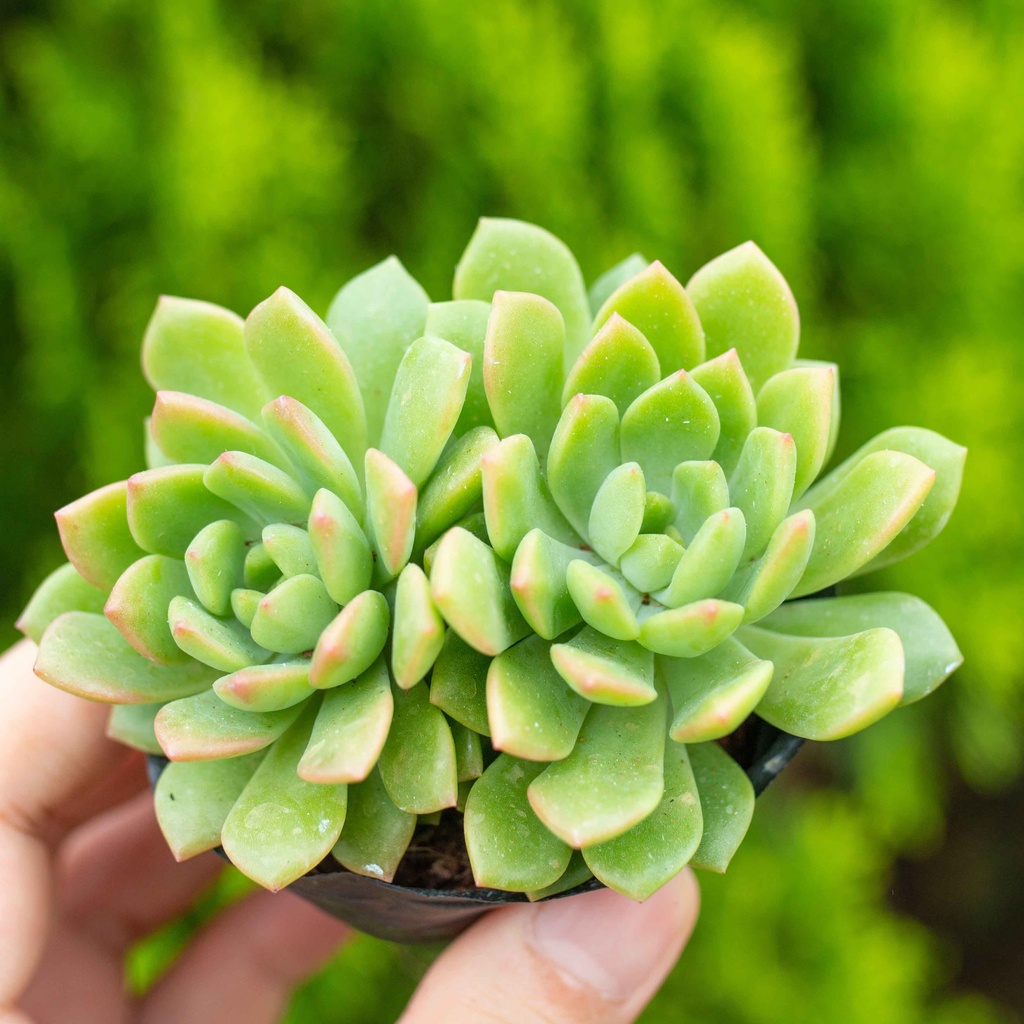 Sen đá mặt trời 5-7cm - Vườn sen đá