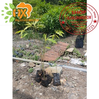 combo 5 cây  gió bầu cây giống