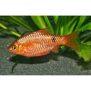 Mô Hình Cá Aquascape Dùng Để Trang Trí