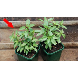 Hạt giống rau húng quế - 2gr