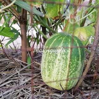 HẠT GIỐNG DƯA MIÊU THÁI LAN
