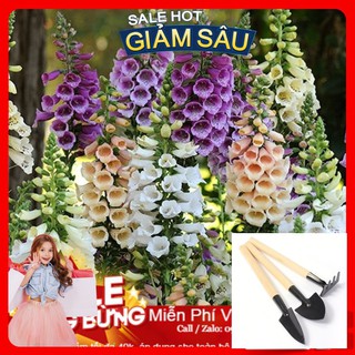 Hạt Giống Hoa Mao Địa Hoàng - 50 Hạt / Gói - Tặng Kèm Bộ Dụng Cụ Trồng Cây Mini