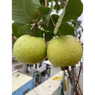 Ổi Nữ Hoàng .... đang hoa