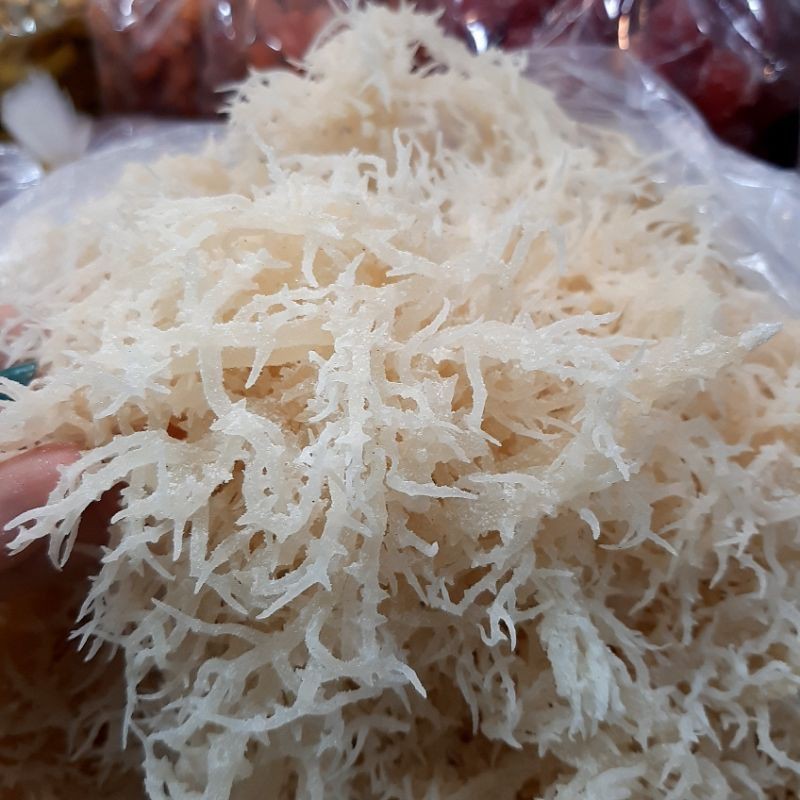 RONG SỤN KHÔ/ RAU CAU CHÂN VỊT