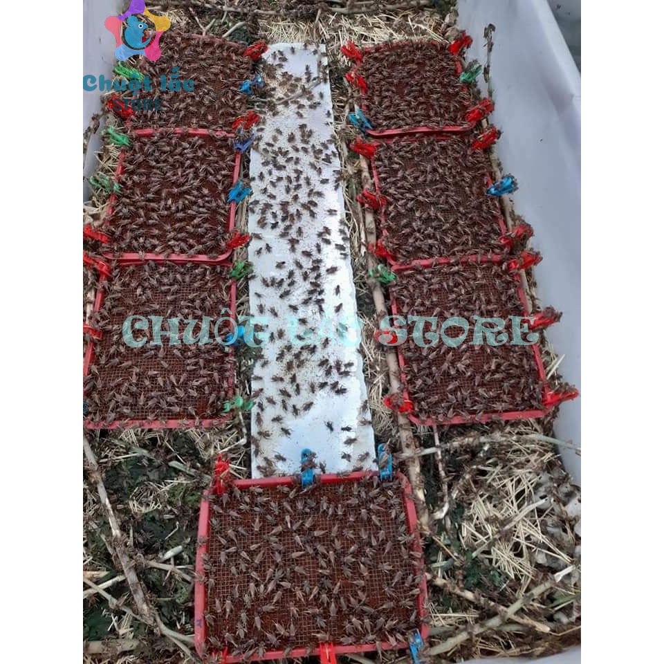 Dế sữa thịt, dế trứng hộp 500gr Chỉ Giao TPHCM