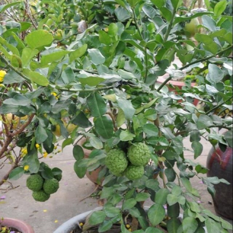 Cây giống chanh chúc, chanh thái cây ươm từ hạt