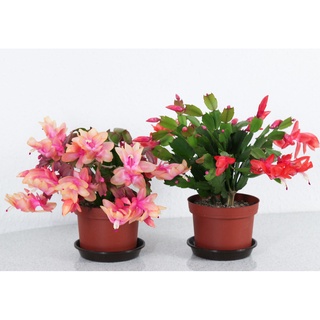 Cây hoa lan càng cua ( tiểu quỳnh) các màu hồng-đỏ-cam-trắng-hồng -vàng.xanhshop22