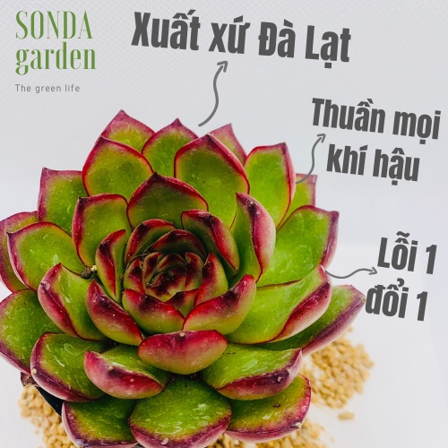 Sen đá viền lửa SONDA GARDEN size bé 5-8cm, xuất xứ Đà Lạt, khoẻ đẹp, lỗi 1 đổi 1