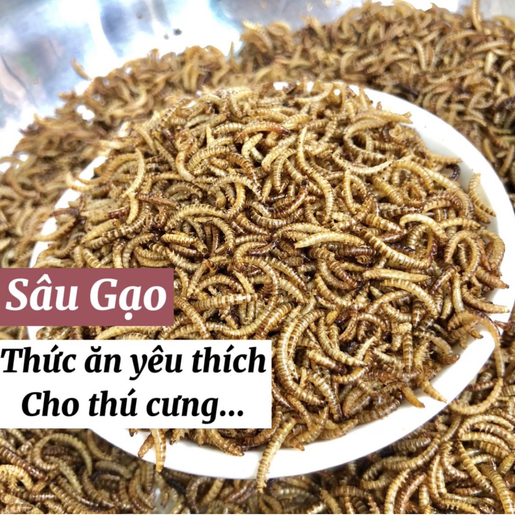 Sâu Gạo sấy khô, thức ăn yêu thích cho Hamster, chim, gà đá, cá cảnh, sóc, nhím