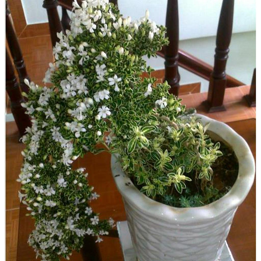 Cây bạch tuyết mai đang hoa
