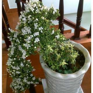 Cây bạch tuyết mai đang hoa