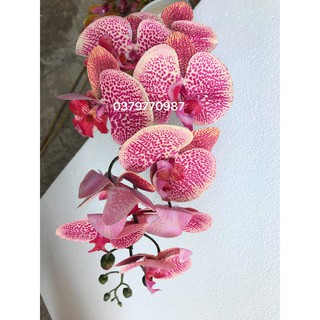 Lan hồ điệp giả cao su 9 bông hồng đốm