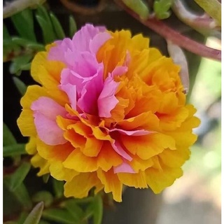 Giống hoa mười giờ cánh kép nhập khẩu mỹ