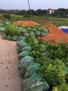 Combo 10 cây sưa đỏ giống