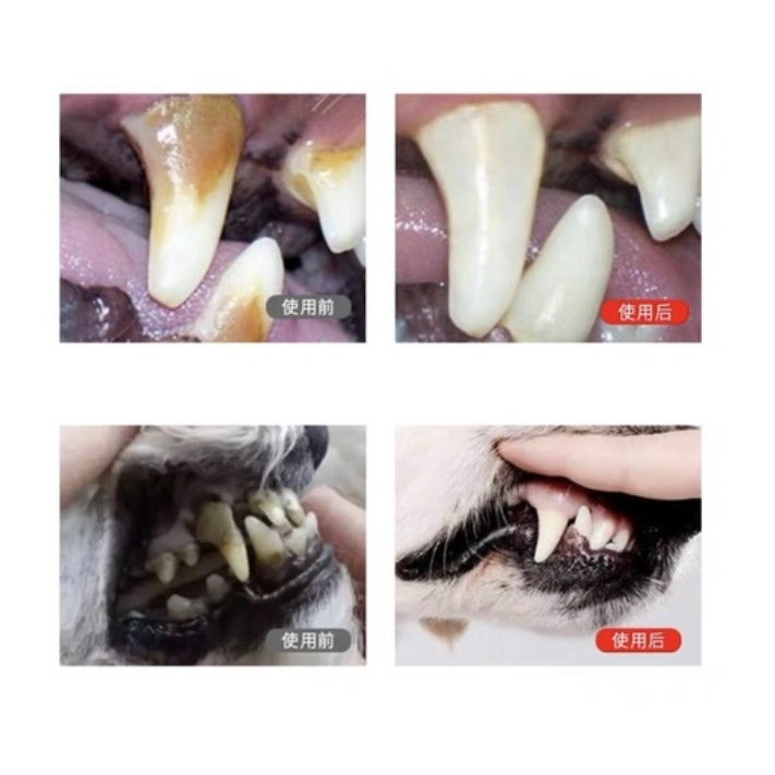 [ HỎA TỐC] Xịt Khử Mùi Răng Miệng Cho Thú Cưng 70 Present 120ml