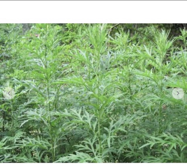 1kg Lá ngải cứu khô | BigBuy360 - bigbuy360.vn