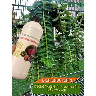 [GIÁ GỐC] Phân Bón Dịch Chuối Chín Đậm Đặc Ủ Trứng Và Humic