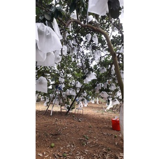 100 Túi bọc Bưởi kích thước 25×30