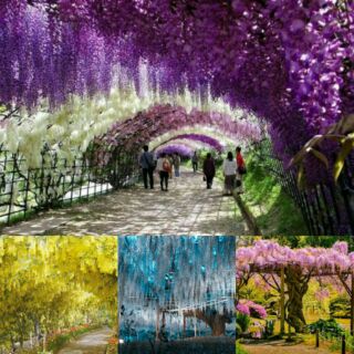 Hạt giống hoa tử đằng mix