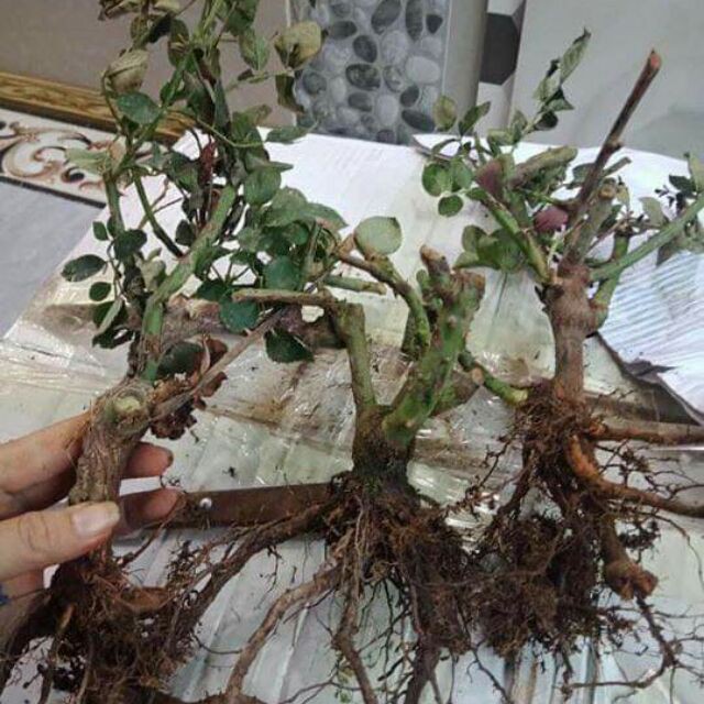 Gốc hoa hồng ngoại
