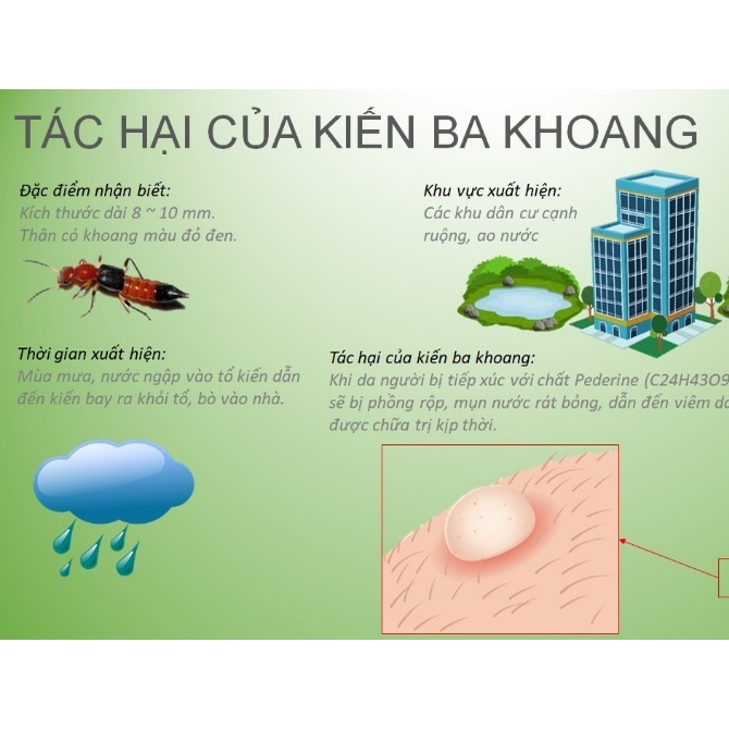 Xịt phòng tinh dầu quế Julyhouse đuổi kiến ba khoang, côn trùng