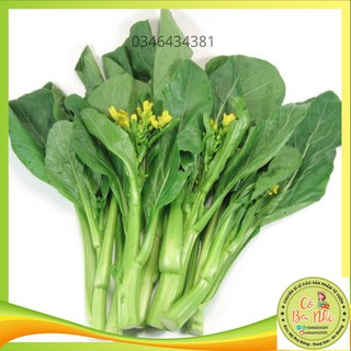 [FREESHIP 50K] Hạt Giống Cải Ngồng Mập (20 Gr) - Giòn, Ngon , Ngọt