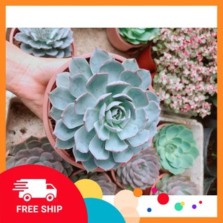 Sen Đá Hồng Phấn Size Đại