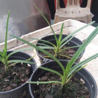 KIẾM PHAN TRÍ X HOÀNG LONG, XANH HUẾ