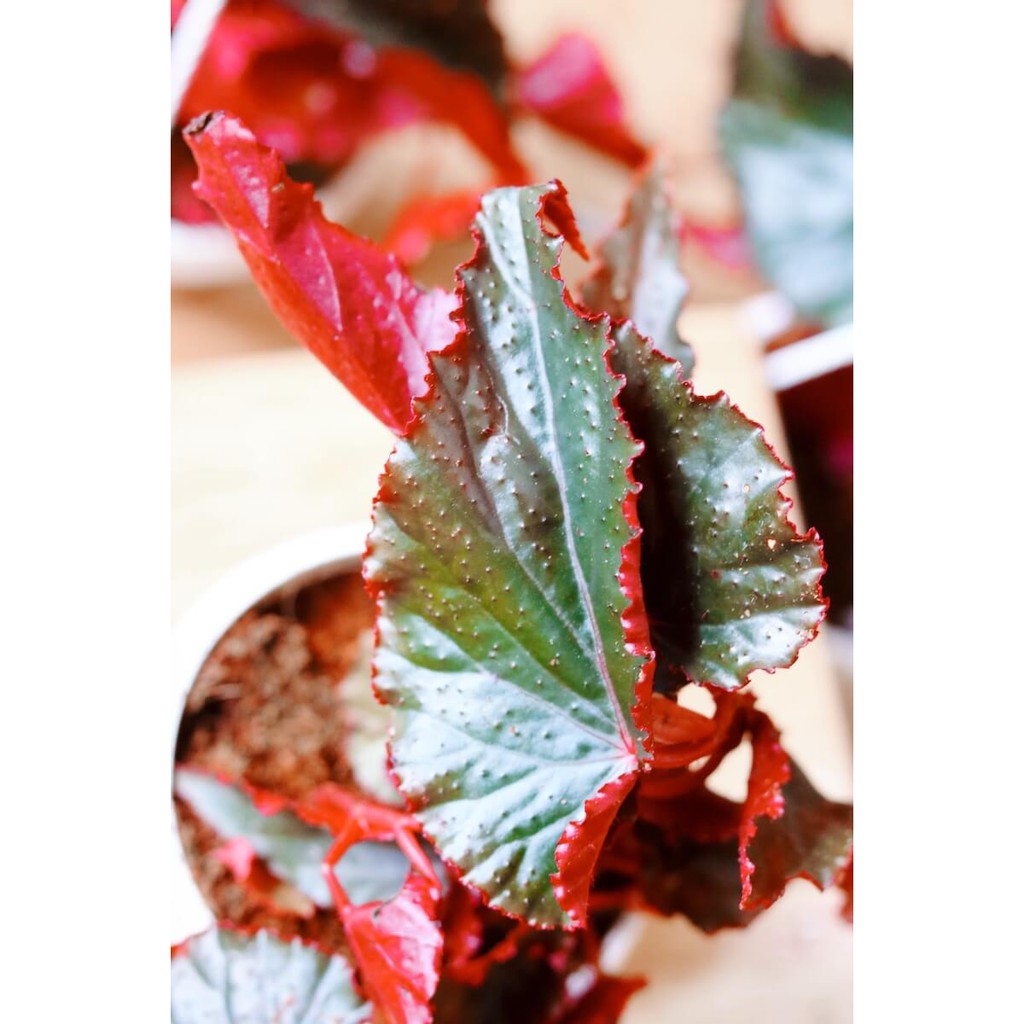 Cây Begonia Red Angel Wing - Cây Thu Hải Đường Cánh Thiên Thần Đỏ (chậu treo hoặc chậu đất nung)
