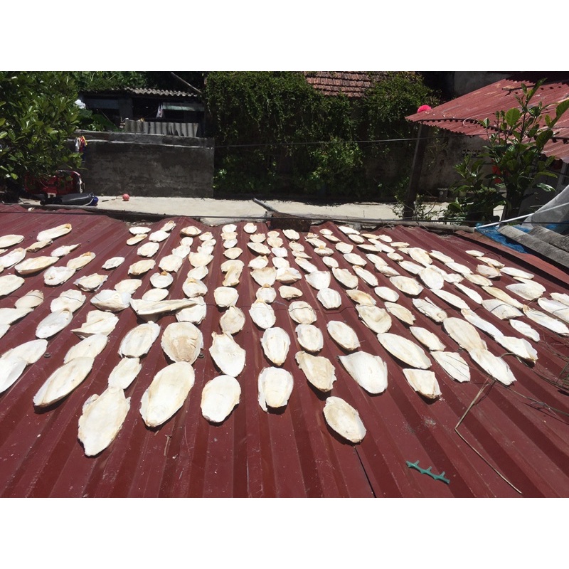 Nang Mực  cho chim. Vẹt, yến hót và các dòng chim finch