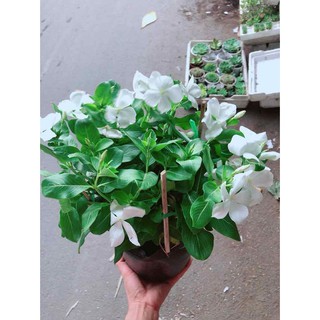 Hoa dừa cạn trắng Bán Chạy